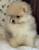 Lulu, a female Pomeranian for sale in Niles, IL – Photo 9 of 10