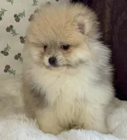 Lulu, a female Pomeranian for sale in Niles, IL – Photo 3 of 10