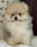 Lulu, a female Pomeranian for sale in Niles, IL – Photo 5 of 10