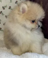 Lulu, a female Pomeranian for sale in Niles, IL – Photo 7 of 10