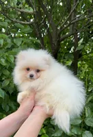 Fluffy , a female Pomeranian for sale in Niles, IL – 10 of 10