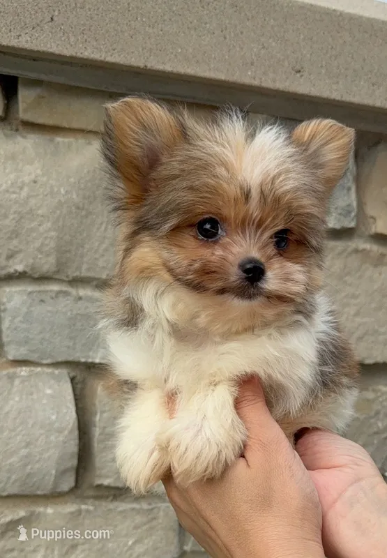 Tea cup Bella – Pomeranian, Yorkshire Terrier puppy for sale in Niles, IL