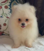 Fluffy , a female Pomeranian for sale in Niles, IL – 5 of 8