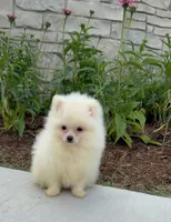 Zoey, a female Pomeranian for sale in Niles, IL – 4 of 4