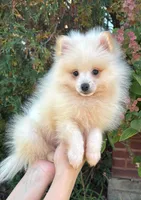 Teddy, a male Pomeranian for sale in Niles, IL – 3 of 3