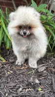 Luna, a female Pomeranian for sale in Niles, IL – 8 of 10