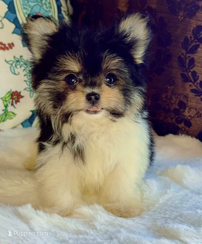 Tea cup Daisy – Pomeranian, Yorkshire Terrier puppy for sale in Niles, IL