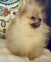 Pasha, a male Pomeranian for sale in Niles, IL – 9 of 10