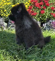 Nala, a female Pomeranian for sale in Niles, IL – 2 of 6