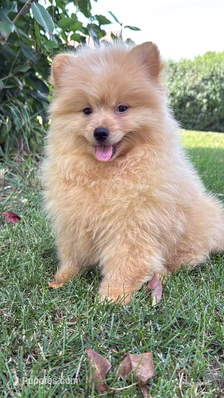 Charlie  – Pomeranian, Yorkshire Terrier puppy for sale in Niles, IL