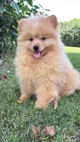 Charlie , a male Pomeranian and Yorkshire Terrier for sale in Niles, IL – 1 of 10