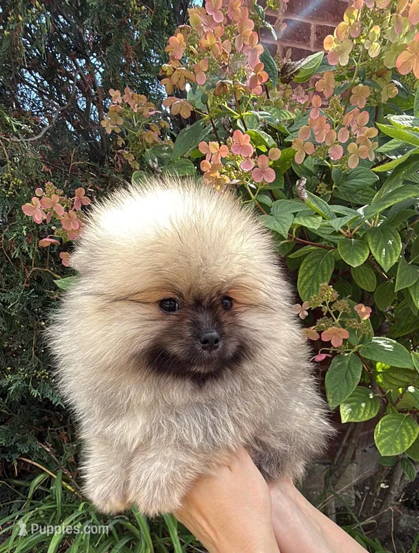 Max  – Pomeranian puppy for sale in Niles, IL