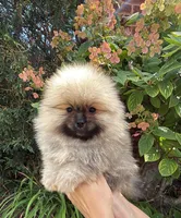 Max , a male Pomeranian for sale in Niles, IL – 6 of 10
