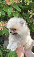 Luna, a female Pomeranian for sale in Niles, IL – 10 of 10