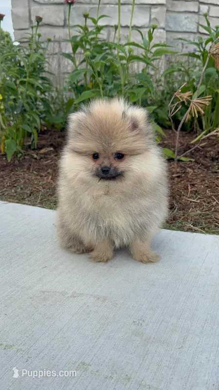 George  – Pomeranian puppy for sale in Niles, IL