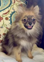 Ruby, a female Pomeranian for sale in Niles, IL – 5 of 10