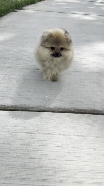 George , a male Pomeranian for sale in Niles, IL – 9 of 9