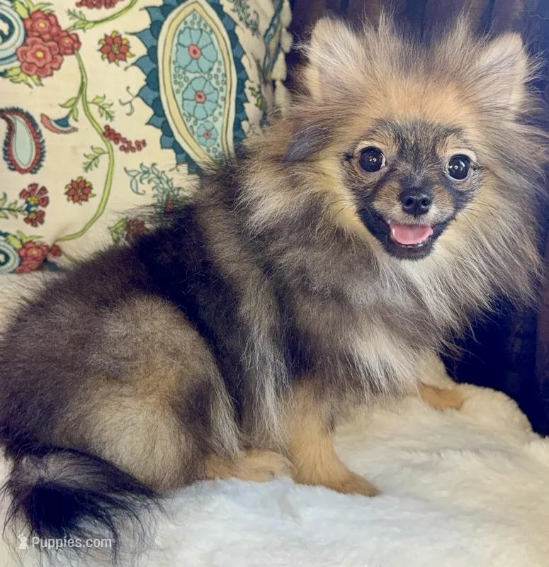 Ruby – Pomeranian puppy for sale in Niles, IL