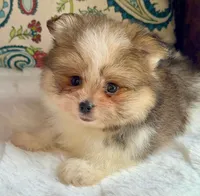 Ace, a male Pomeranian and Yorkshire Terrier for sale in Niles, IL – 10 of 10