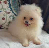 Fluffy , a female Pomeranian for sale in Niles, IL – 3 of 8