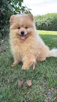 Charlie , a male Pomeranian and Yorkshire Terrier for sale in Niles, IL – 2 of 10