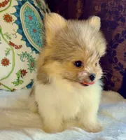 Tea cup Bella, a female Pomeranian and Yorkshire Terrier for sale in Niles, IL – 2 of 7