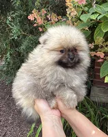 Max , a male Pomeranian for sale in Niles, IL – 8 of 10