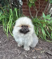 Max , a male Pomeranian for sale in Niles, IL – 5 of 10