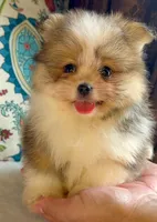 Ace, a male Pomeranian and Yorkshire Terrier for sale in Niles, IL – 3 of 10