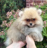 Benny, a male Pomeranian for sale in Niles, IL – 8 of 9