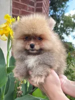 Benny, a male Pomeranian for sale in Niles, IL – 4 of 9
