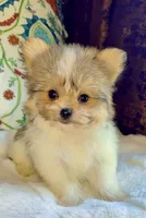 Tea cup Bella, a female Pomeranian and Yorkshire Terrier for sale in Niles, IL – 7 of 7