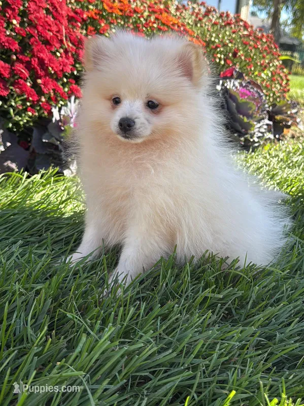 Teddy – Pomeranian puppy for sale in Niles, IL