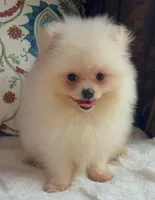 Fluffy , a female Pomeranian for sale in Niles, IL – 6 of 8