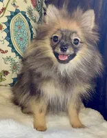 Ruby, a female Pomeranian for sale in Niles, IL – 4 of 10