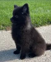 Nala, a female Pomeranian for sale in Niles, IL – 5 of 6