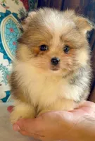 Ace, a male Pomeranian and Yorkshire Terrier for sale in Niles, IL – 5 of 10