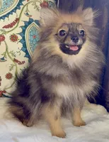 Ruby, a female Pomeranian for sale in Niles, IL – 8 of 10