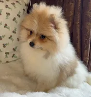 Steve, a male Pomeranian for sale in Niles, IL – Photo 3 of 8