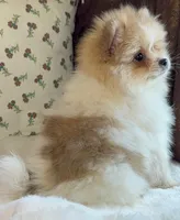 Steve, a male Pomeranian for sale in Niles, IL – Photo 2 of 8