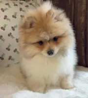 Steve, a male Pomeranian for sale in Niles, IL – Photo 8 of 8