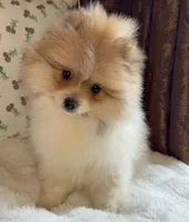 Steve, a male Pomeranian for sale in Niles, IL – Photo 4 of 8