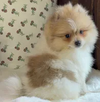 Steve, a male Pomeranian for sale in Niles, IL – Photo 1 of 8