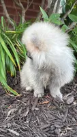 Luna, a female Pomeranian for sale in Niles, IL – 9 of 10