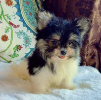Tea cup Daisy, a female Pomeranian and Yorkshire Terrier for sale in Niles, IL – 8 of 8