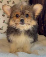 Teacup Daisy, a female Pomeranian and Yorkshire Terrier for sale in Niles, IL – Photo 7 of 9