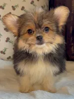 Teacup Daisy, a female Pomeranian and Yorkshire Terrier for sale in Niles, IL – Photo 9 of 9