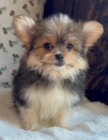 Teacup Daisy, a female Pomeranian and Yorkshire Terrier for sale in Niles, IL – Photo 6 of 9