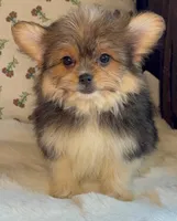 Teacup Daisy, a female Pomeranian and Yorkshire Terrier for sale in Niles, IL – Photo 2 of 9