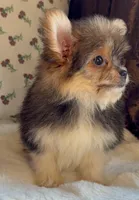 Teacup Daisy, a female Pomeranian and Yorkshire Terrier for sale in Niles, IL – Photo 5 of 9